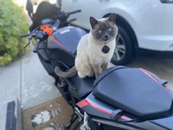 Lost Female Cat last seen Near N Alfalfa Loop, Post Falls, ID 83854
