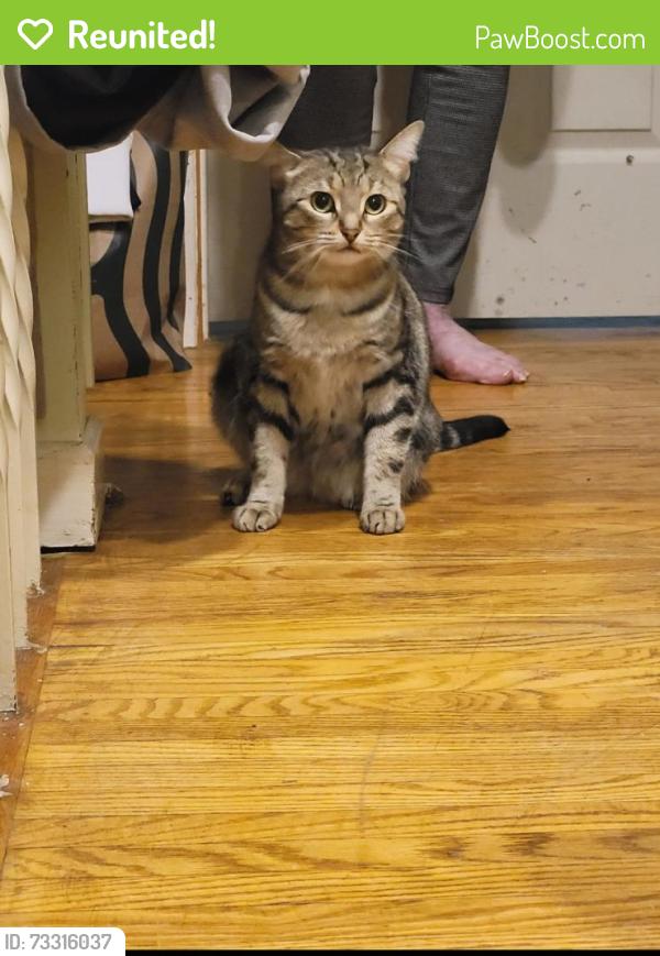 Reunited Female Cat last seen Last seen outside townhouses at ponytrail and fieldgate, Mississauga, ON 