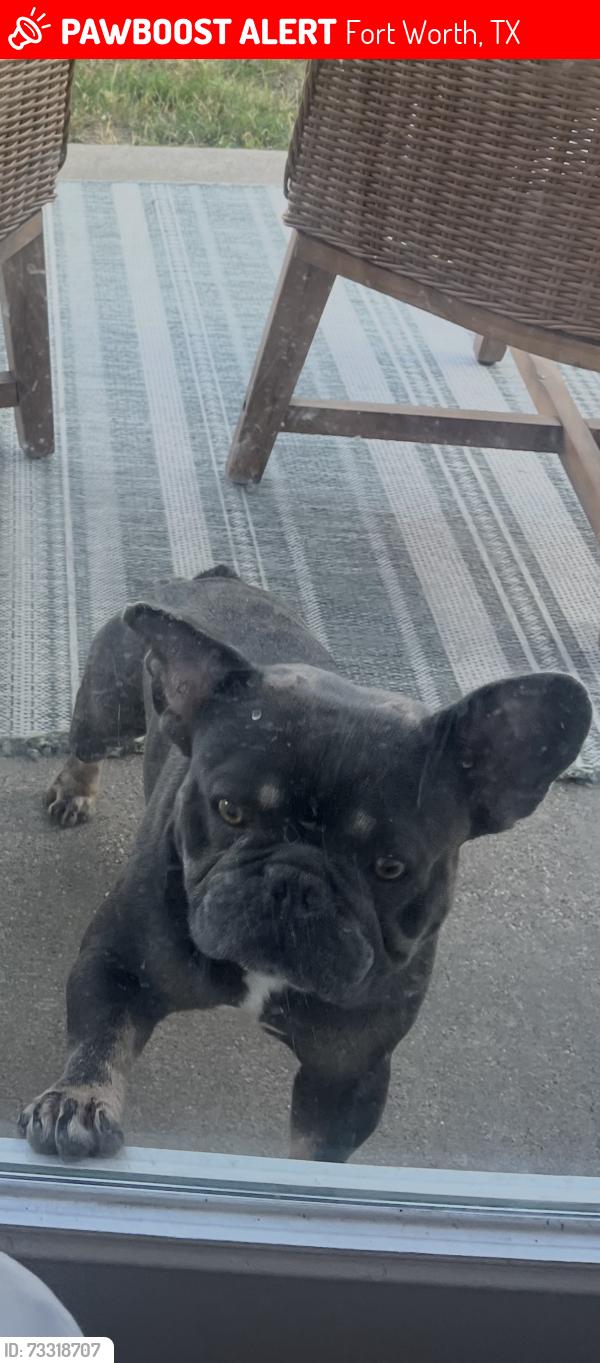 Lost Male Dog last seen Quails Grove Neighborhood, Fort Worth, TX 76177