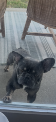 Lost Male Dog last seen Quails Grove Neighborhood, Fort Worth, TX 76177