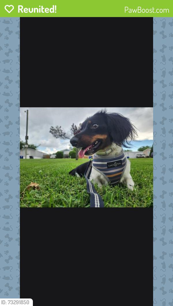 Reunited Male Dog last seen Botts st, Albuquerque, NM 87123