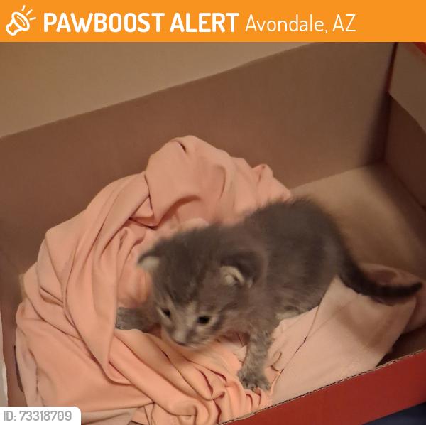 Found/Stray Female Cat last seen By the QT gas station, Avondale, AZ 85323