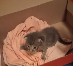 Found/Stray Female Cat last seen By the QT gas station, Avondale, AZ 85323