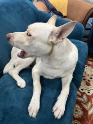 Reunited Male Dog last seen Hillsdale Mall, San Jose, CA 95125