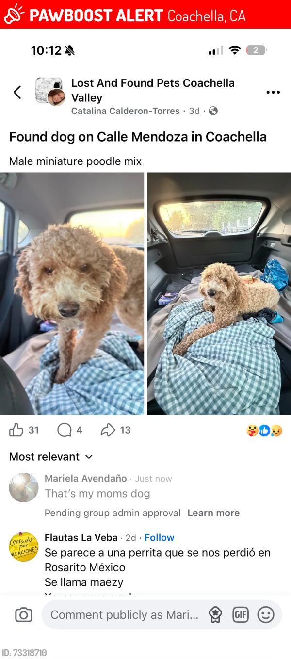 Lost Male Dog last seen Tyler street Coachella, Coachella, CA 92236