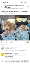 Lost Male Dog last seen Tyler street Coachella, Coachella, CA 92236