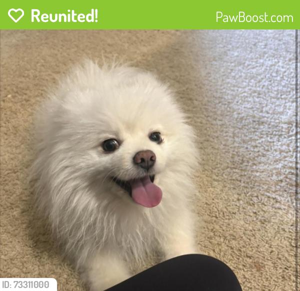 Reunited Male Dog last seen Fair oaks, Fair Oaks, CA 95628