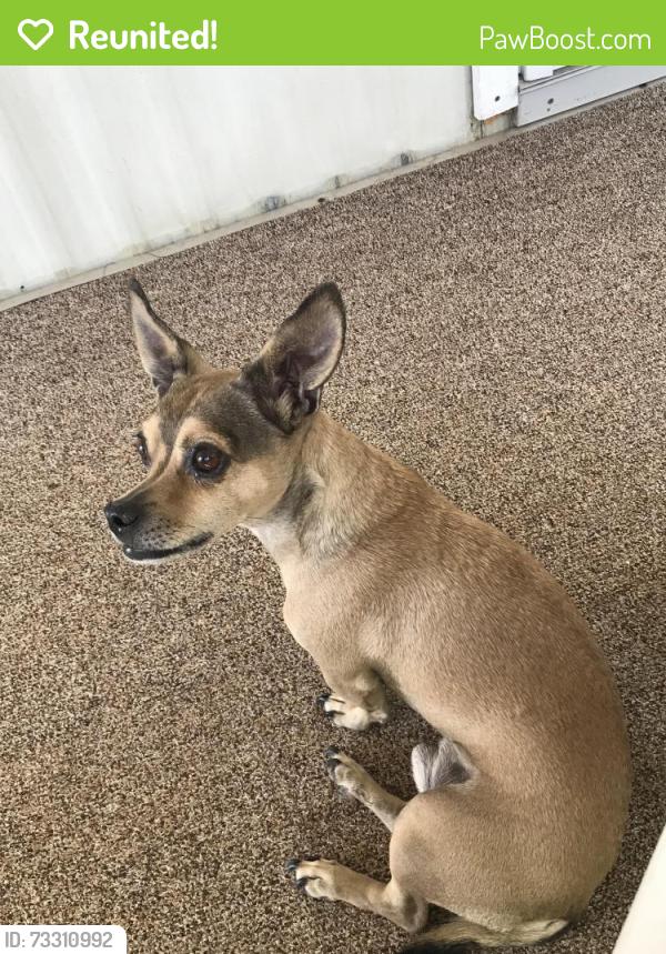 Reunited Male Dog last seen Sierra lakes mobile park, Rocklin, CA 95677