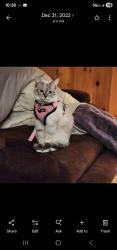 Lost Female Cat last seen Pine Mountain Drive, Groveland, CA 95321