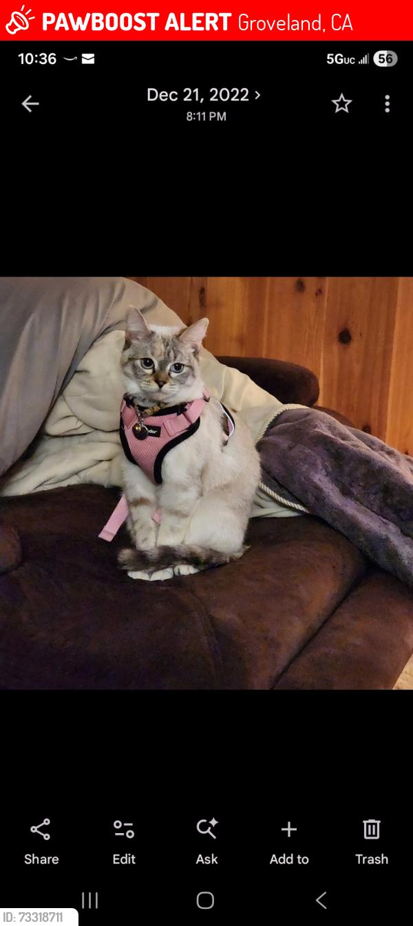 Lost Female Cat last seen Pine Mountain Drive, Groveland, CA 95321