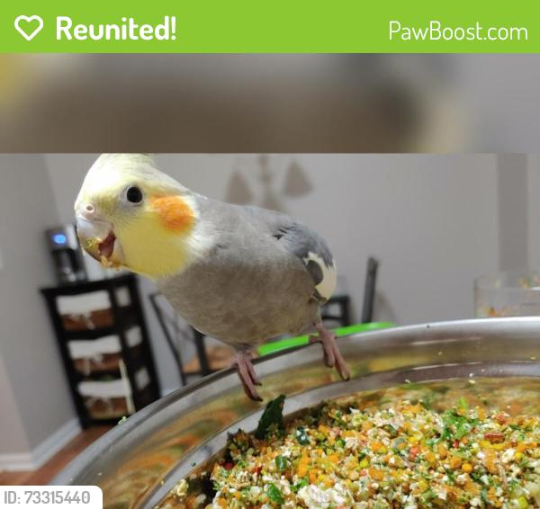 Reunited Male Bird last seen Theodore and Ridge Rd, Joliet, IL 60431