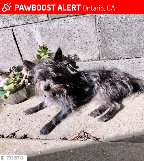 Lost Male Dog last seen San Antonio / D street - Ontario, Ca, Ontario, CA 91762
