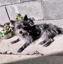 Lost Male Dog last seen San Antonio / D street - Ontario, Ca, Ontario, CA 91762