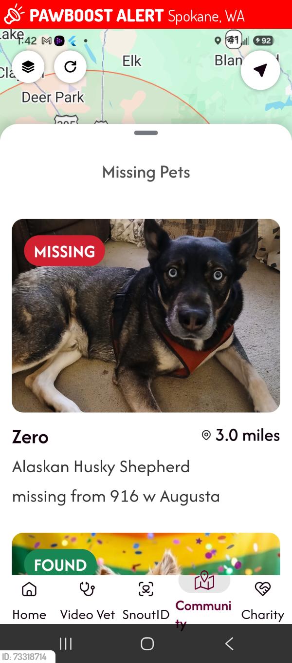 Lost Male Dog last seen Monroe and nw blvd, Spokane, WA 99205