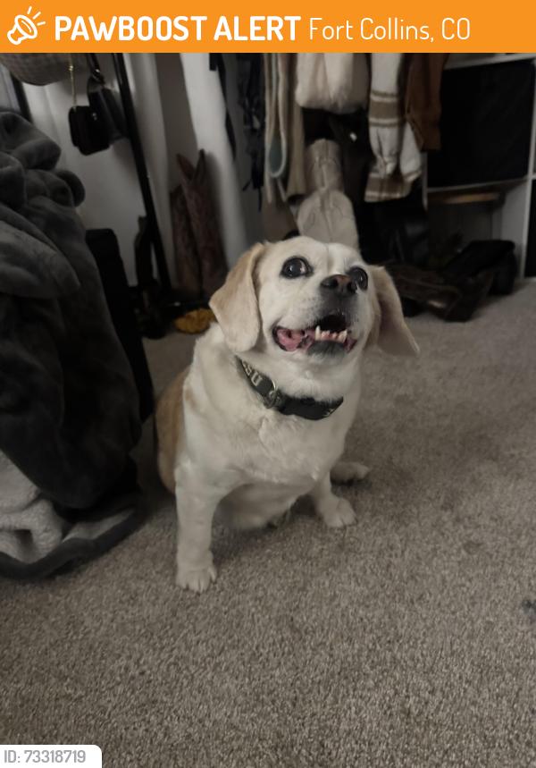 Found/Stray Unknown Dog last seen Fareview and shields, Fort Collins, CO 80521