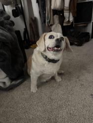 Found/Stray Unknown Dog last seen Fareview and shields, Fort Collins, CO 80521