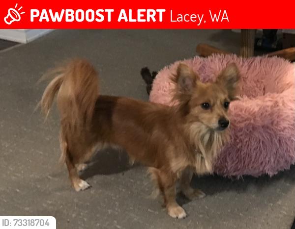 Lost Male Dog last seen Lilly RD NE, Lacey, WA 98503