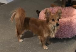 Lost Male Dog last seen Lilly RD NE, Lacey, WA 98503