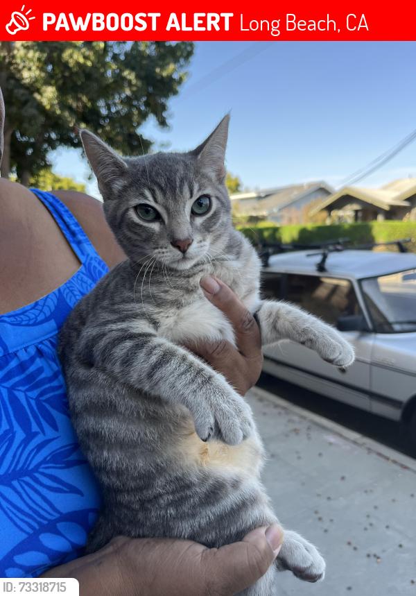 Lost Male Cat last seen Temple and Marquita, Long Beach, CA 90803