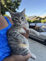 Lost Male Cat last seen Temple and Marquita, Long Beach, CA 90803