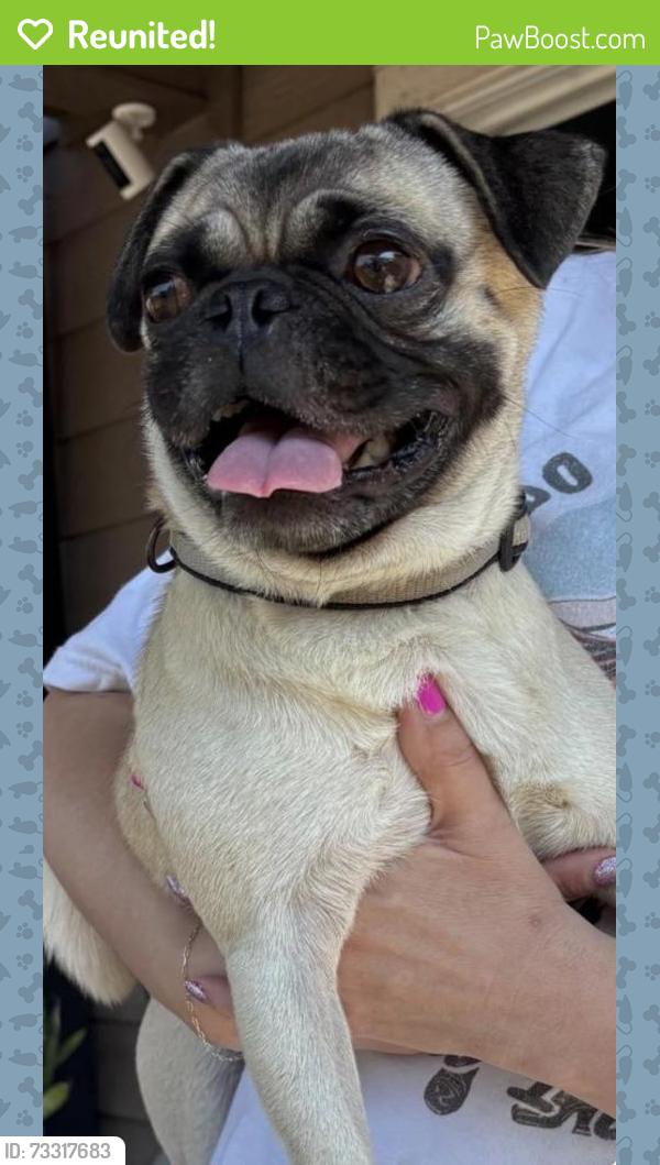 Reunited Male Dog last seen Balboa Island and Olympus Bay, San Antonio, TX 78245