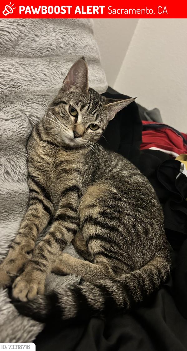 Lost Female Cat last seen giant panda st, Sacramento, CA 95829