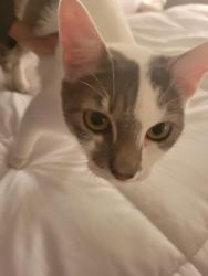 Reunited Unknown Cat last seen Mount Si High School Parking Lot, North Bend, WA 98045