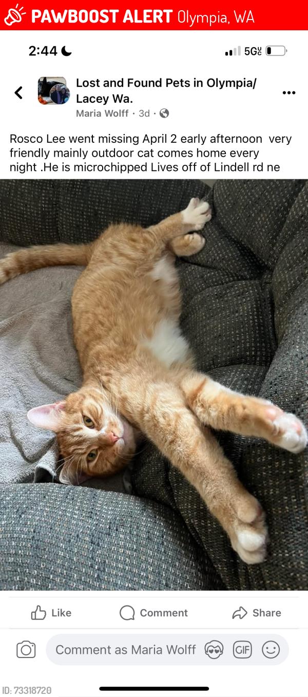 Lost Male Cat last seen South Bay rd, Olympia, WA 98506