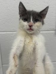 Shelter Stray Female Cat last seen Near Gough St., 21224, MD, 2490 Giles Rd, Baltimore, MD 21225, USA
