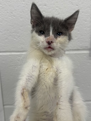 Shelter Stray Female Cat last seen Near Gough St., 21224, MD, 2490 Giles Rd, Baltimore, MD 21225, USA