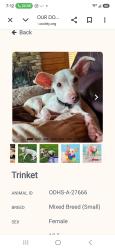 Reunited Female Dog last seen Corbin St, Richmond, VA 23222