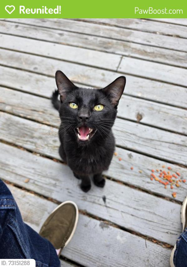 Reunited Male Cat last seen Hart and sw 155th, Beaverton, OR 97007