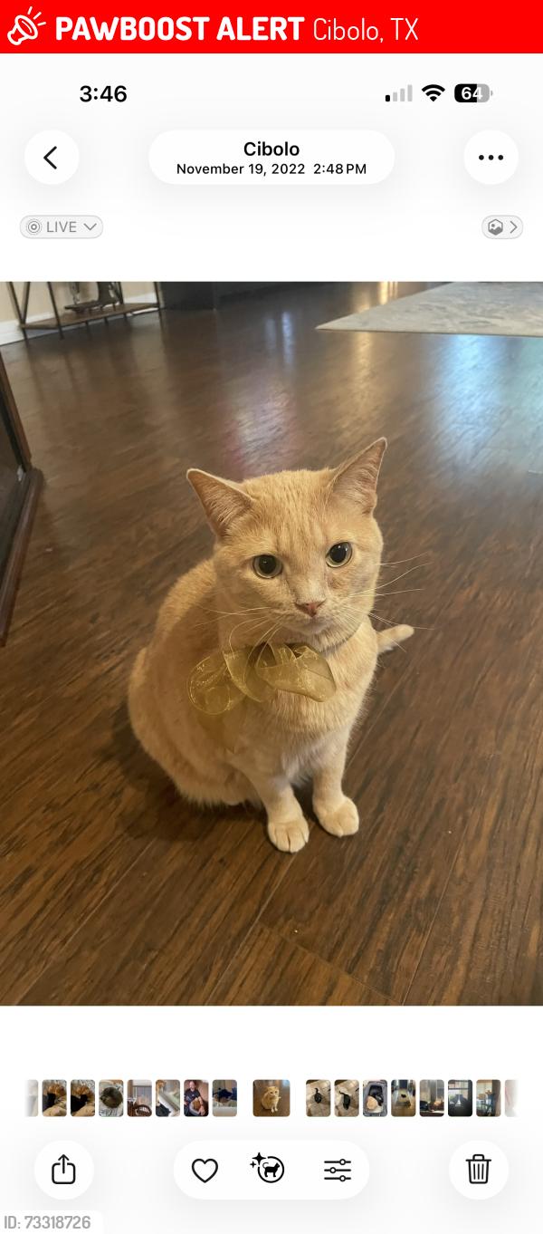 Lost Male Cat last seen Rio Vista Dr & Nandina Ct, Cibolo, TX 78108