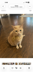 Lost Male Cat last seen Rio Vista Dr & Nandina Ct, Cibolo, TX 78108