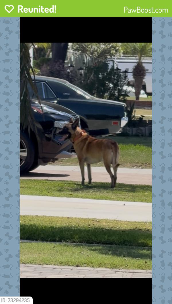 Reunited Male Dog last seen Hildreth Ave. & Michigan Ave., South Gate, CA, South Gate, CA 90280