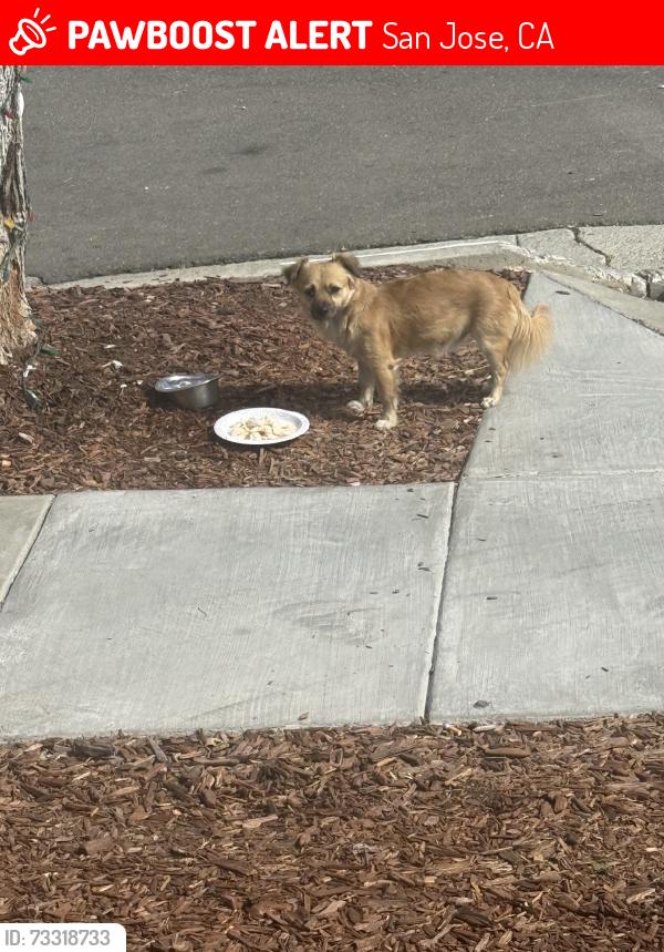 Lost Unknown Dog last seen Pendragon, San Jose, CA 95122