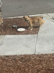 Lost Unknown Dog last seen Pendragon, San Jose, CA 95122