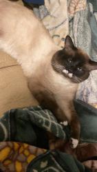 Lost Male Cat last seen buccaneer dr, Salt Lake City, UT 84116