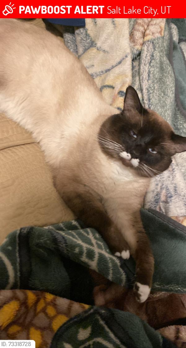 Lost Male Cat last seen buccaneer dr, Salt Lake City, UT 84116