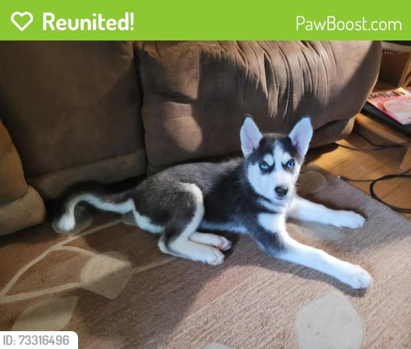 Reunited Female Dog last seen Cr3/cr2/cr5, Elkhart, IN 46514
