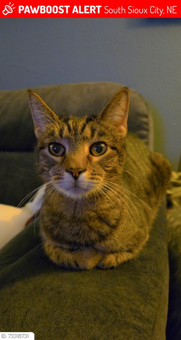 Lost Male Cat last seen 6th St South Sioux City NE, South Sioux City, NE 68776