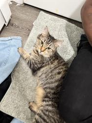 Reunited Female Cat last seen Lincoln st, Worcester, MA 01605
