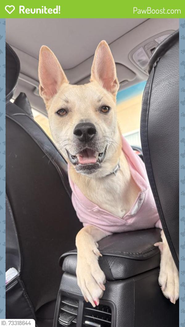 Reunited Female Dog last seen State st, San Jose, CA 95110