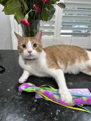 Reunited Male Cat last seen Clark & Willow, Long Beach, CA 90815