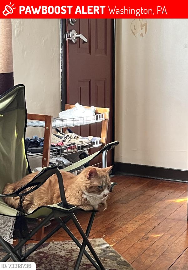 Lost Male Cat last seen Dollar general, Washington, PA 15301