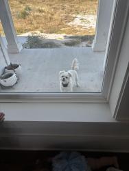 Reunited Female Dog last seen Trail rock drive and old river crossing, Johnson City, TX 78636