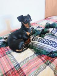Lost Male Dog last seen Monte Vista, Rio Rancho, NM 87124