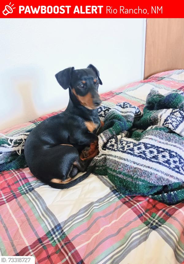 Lost Male Dog last seen Monte Vista, Rio Rancho, NM 87124