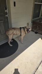 Found/Stray Male Dog last seen Ridingate Farm, San Antonio, TX 78228