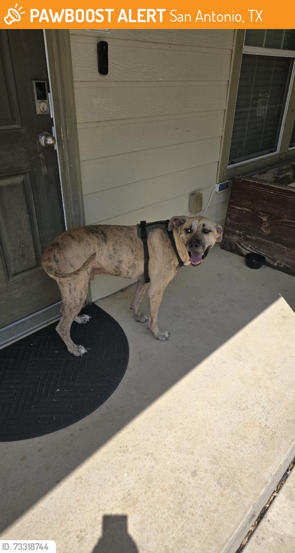 Found/Stray Male Dog last seen Ridingate Farm, San Antonio, TX 78228